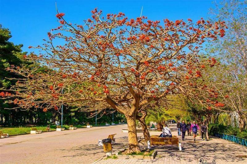 Il Nocchiero City Hotel Soverato Marina Dış mekan fotoğraf